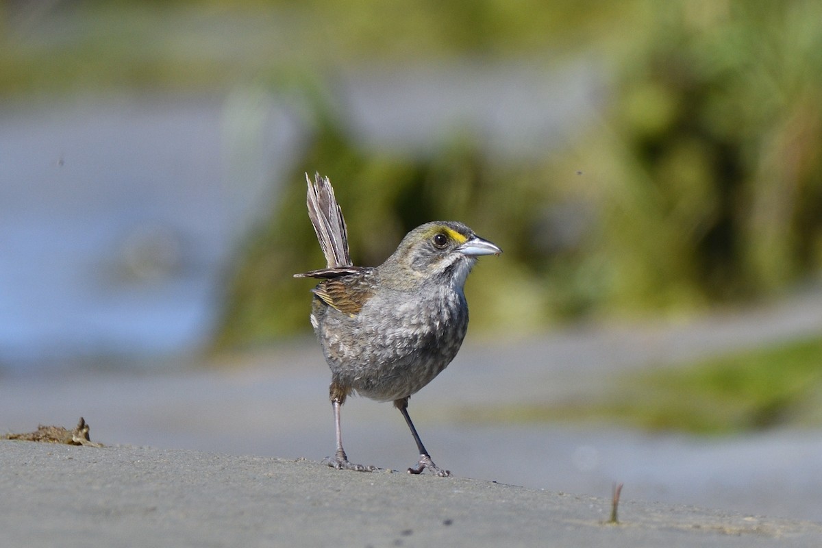 Seaside Sparrow (Atlantic) - ML619807915