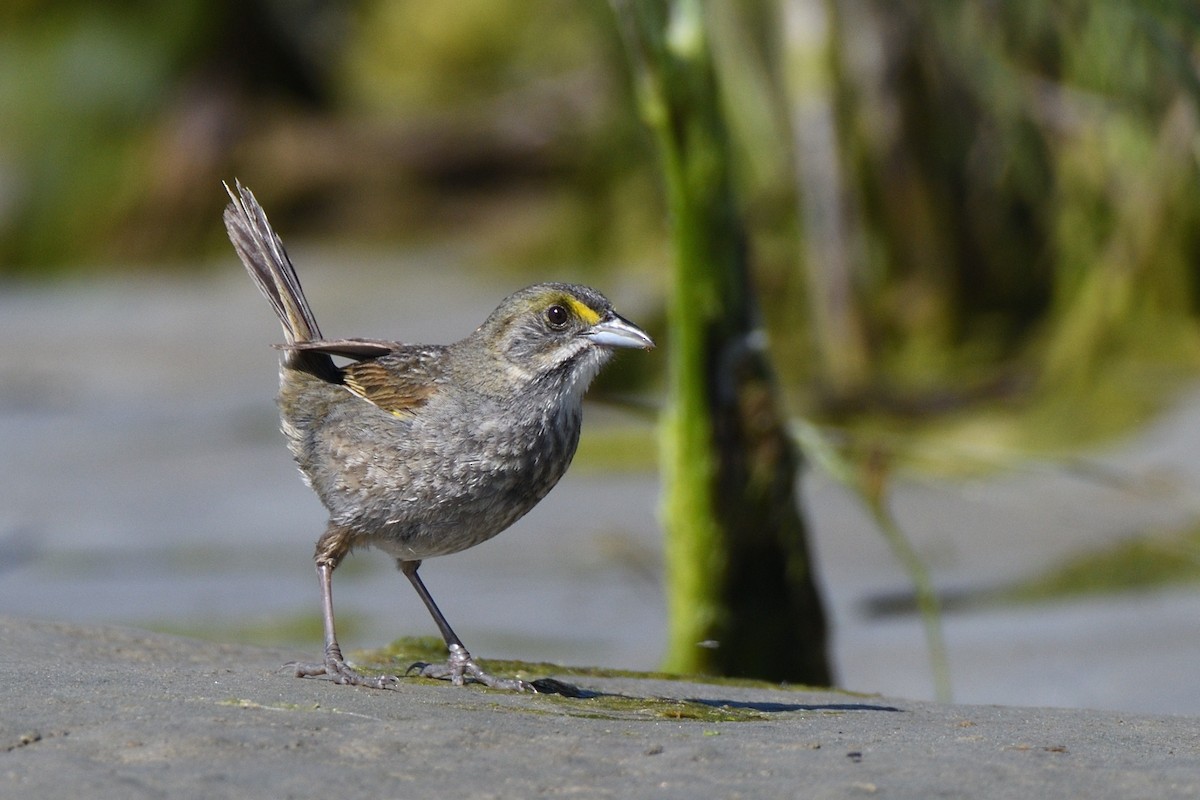 Seaside Sparrow (Atlantic) - ML619807916