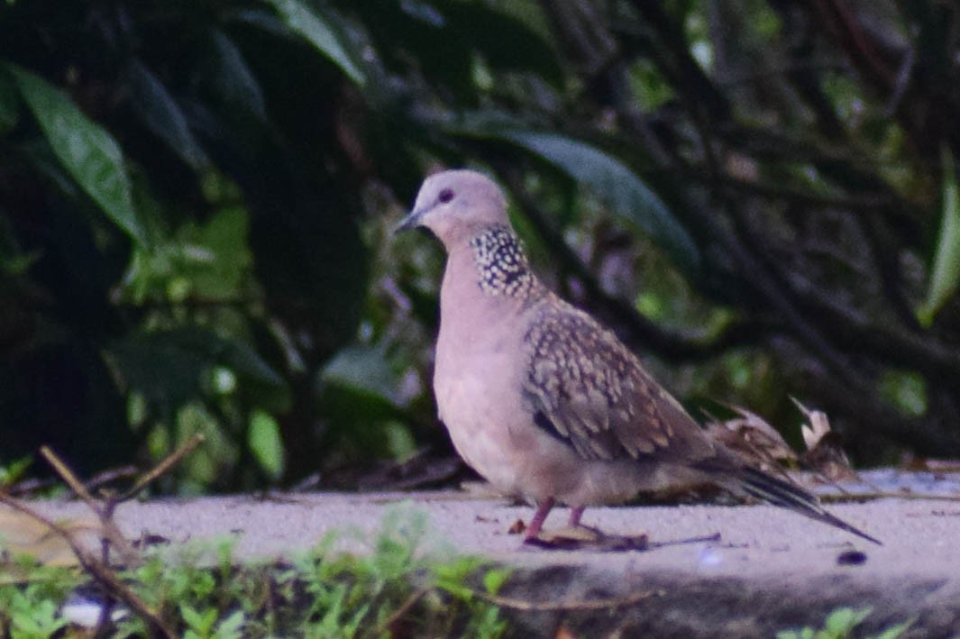 Spotted Dove - ML619807938