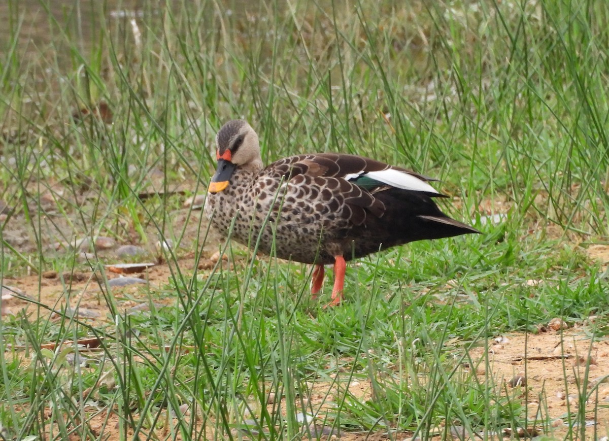 Indian Spot-billed Duck - ML619807946