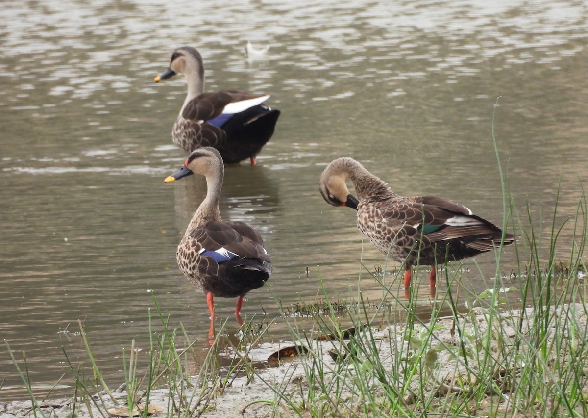 Indian Spot-billed Duck - ML619807948