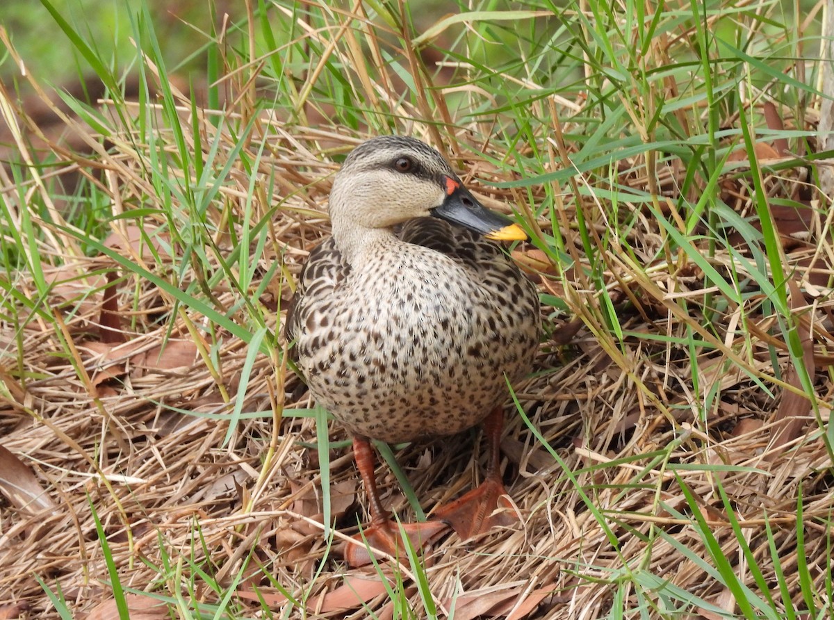 Indian Spot-billed Duck - ML619807949