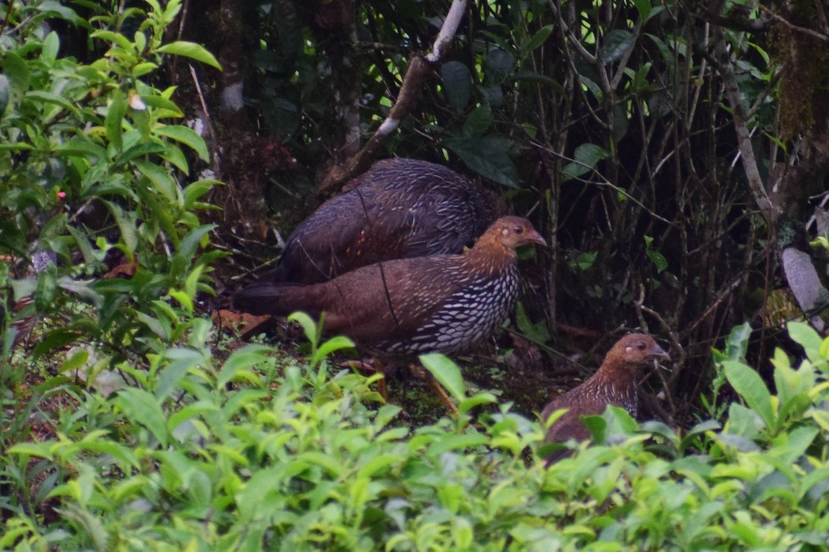 Gray Junglefowl - ML619807961