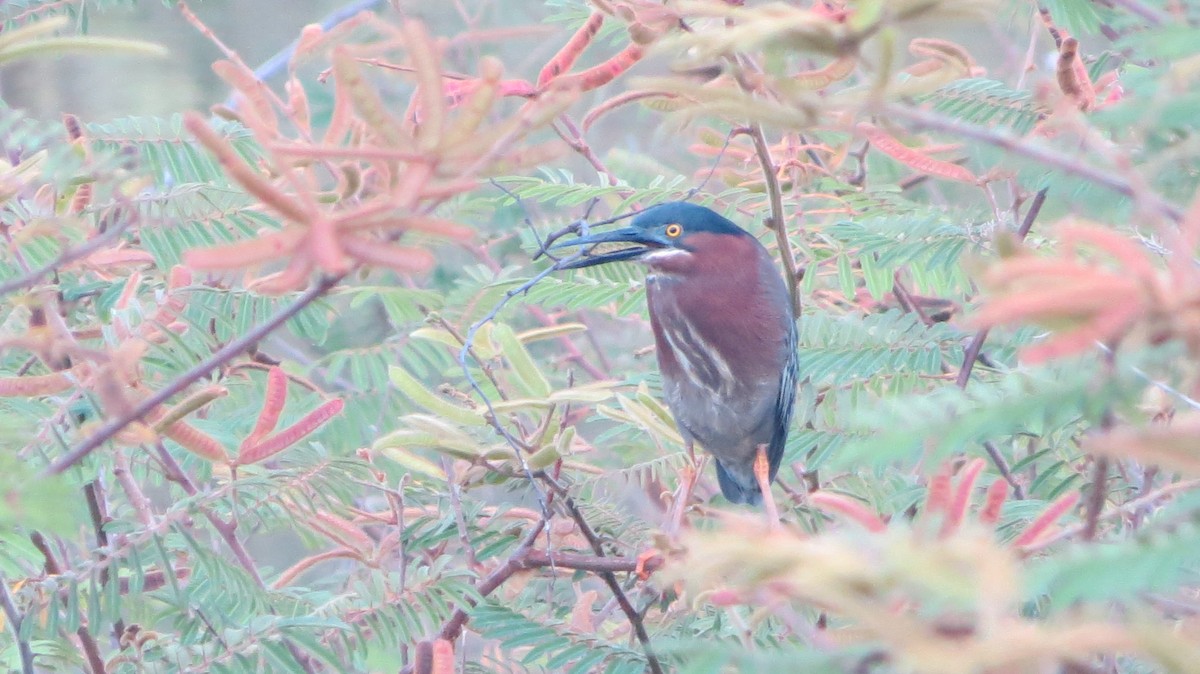 Green Heron - ML619807981