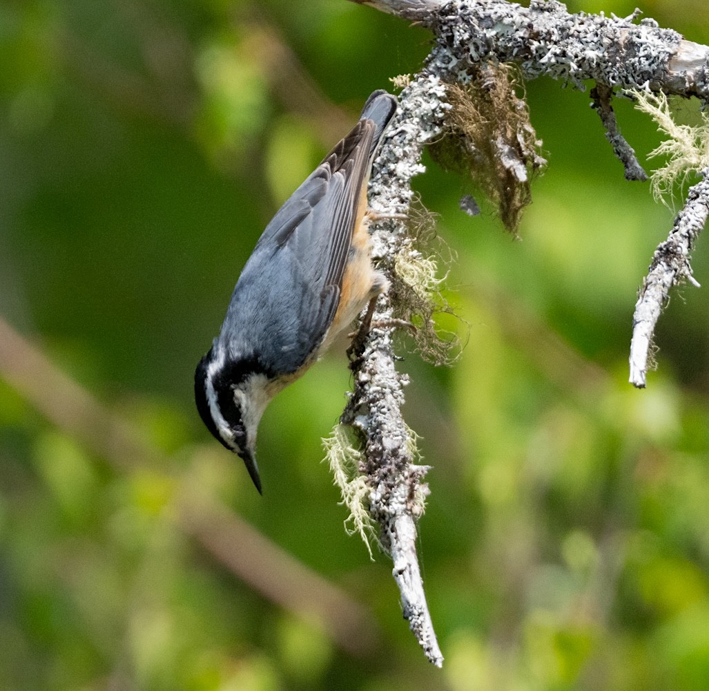 Red-breasted Nuthatch - ML619807986