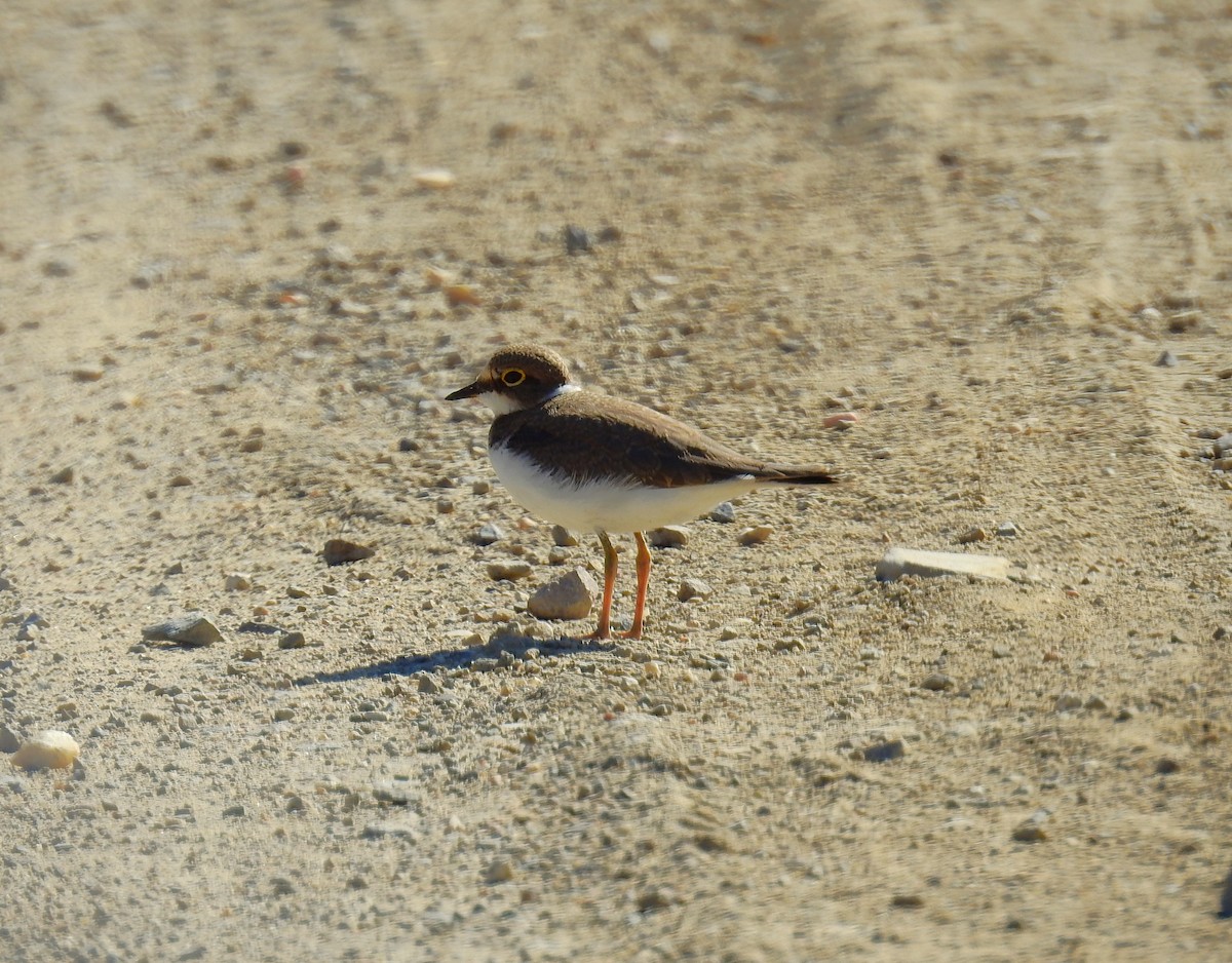 Little Ringed Plover - ML619807994