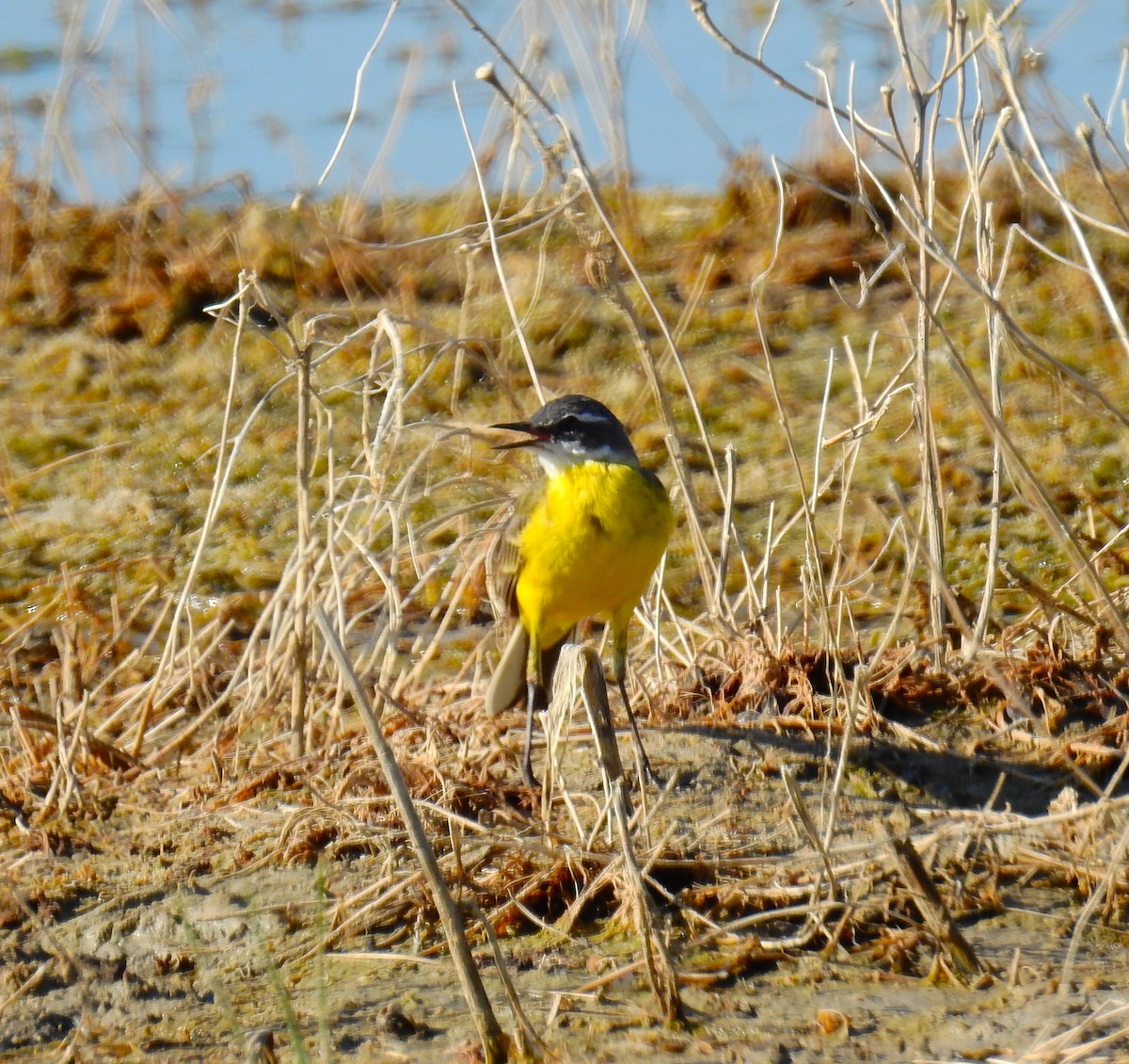 Western Yellow Wagtail - ML619807997