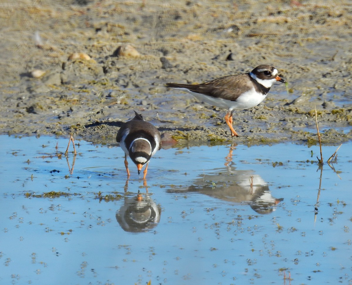 Common Ringed Plover - ML619807999