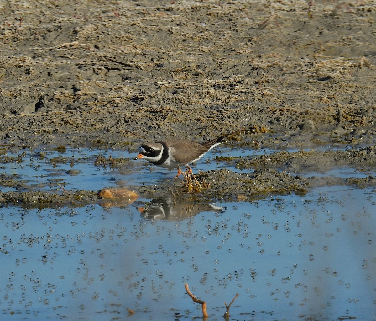 Common Ringed Plover - ML619808000