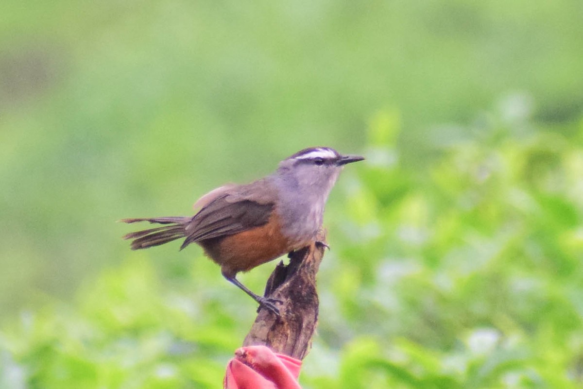 Palani Laughingthrush - ML619808007