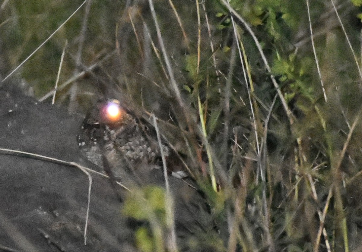 Common Poorwill - ML619808010