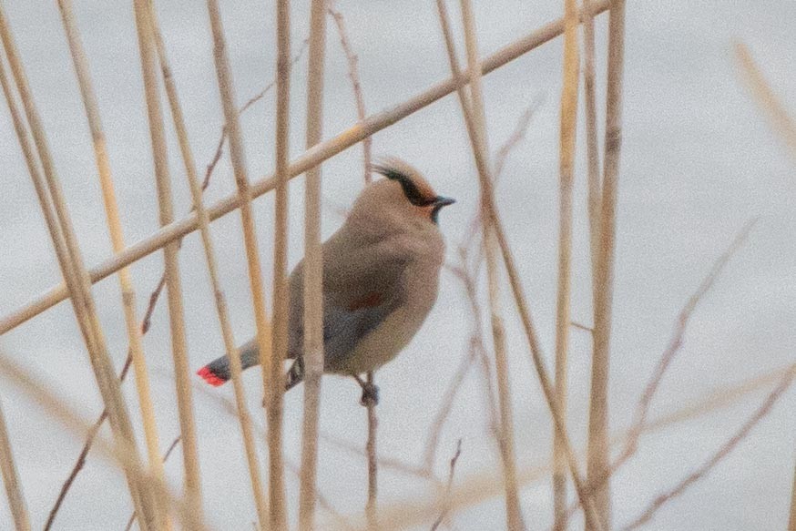 Japanese Waxwing - ML619808013