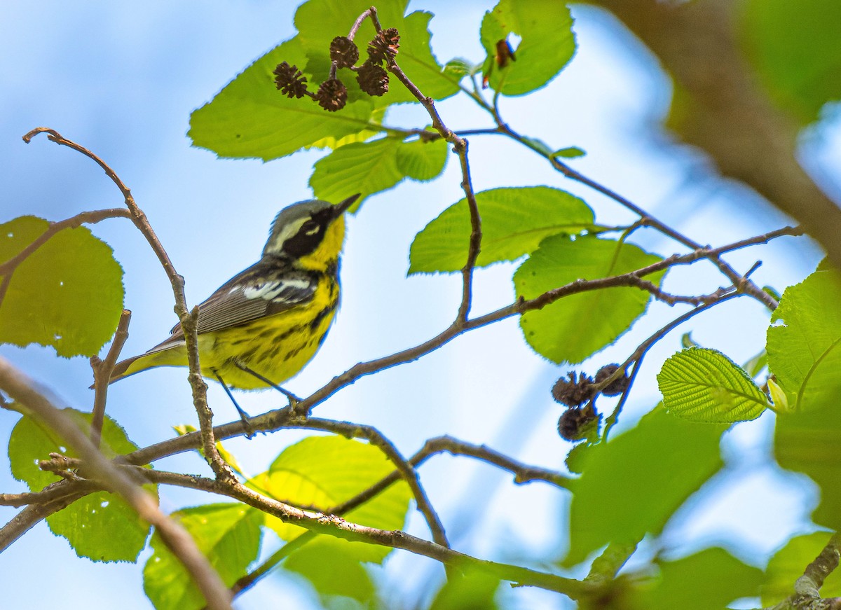 Magnolia Warbler - ML619808018