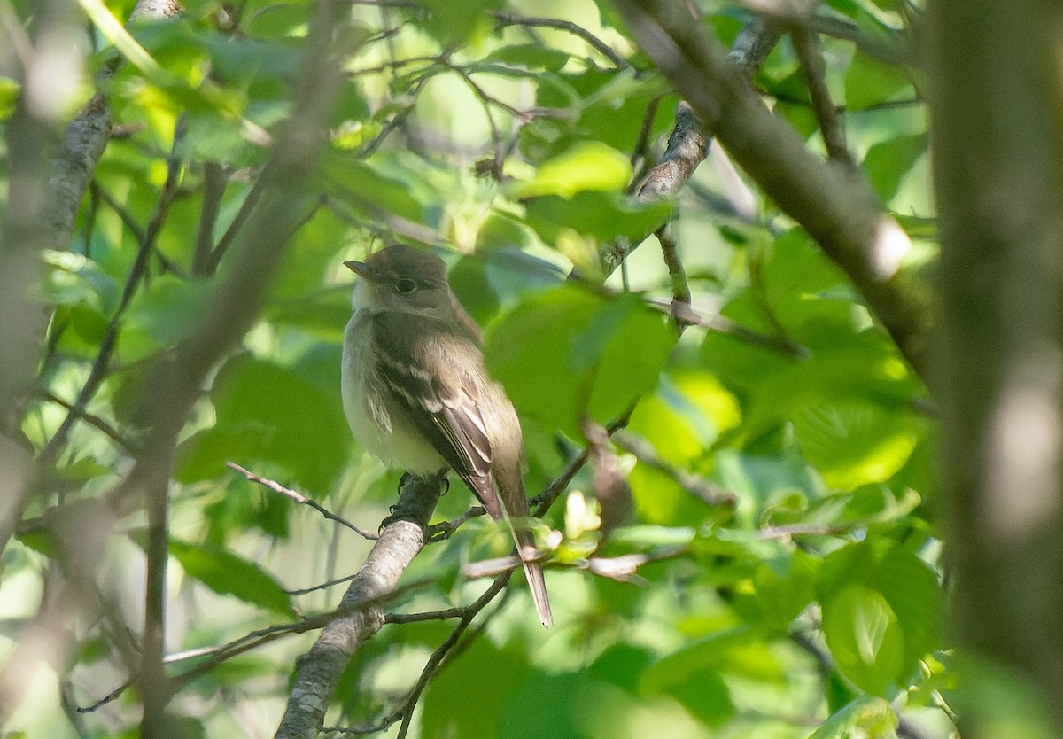 Alder Flycatcher - ML619808026