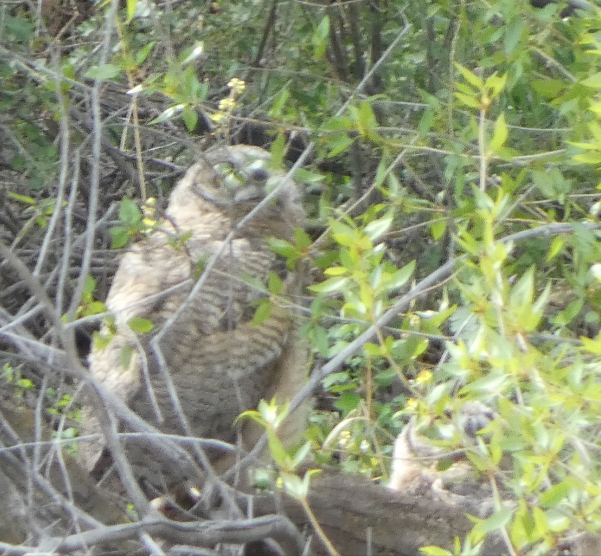Great Horned Owl - ML619808052