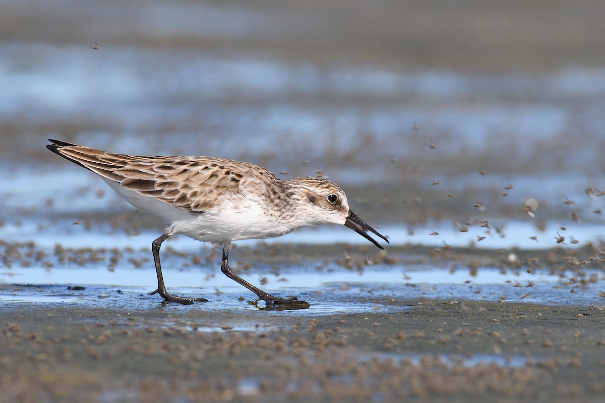 Semipalmated Sandpiper - ML619808053