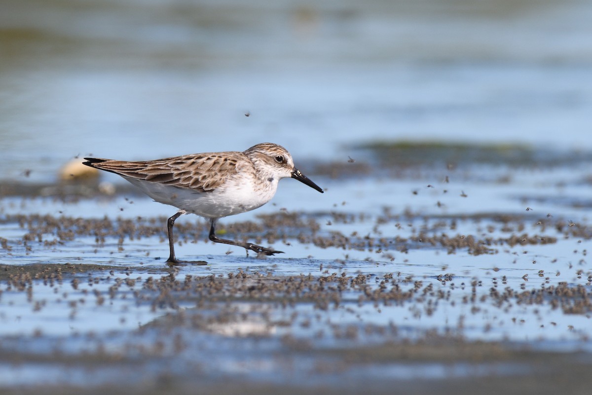 Semipalmated Sandpiper - ML619808067