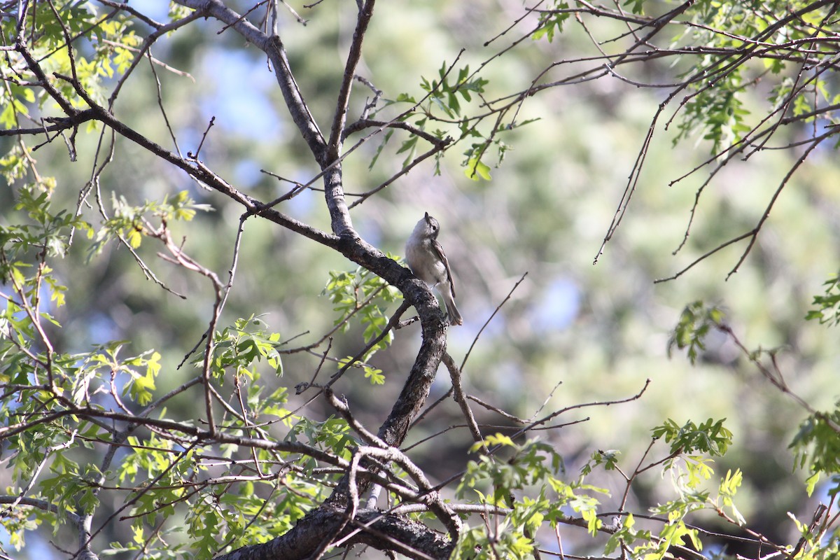 Plumbeous Vireo - ML619808070