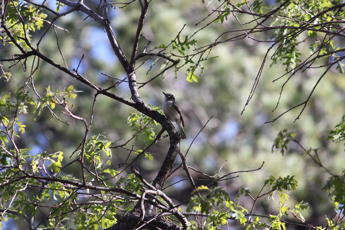 Plumbeous Vireo - ML619808071