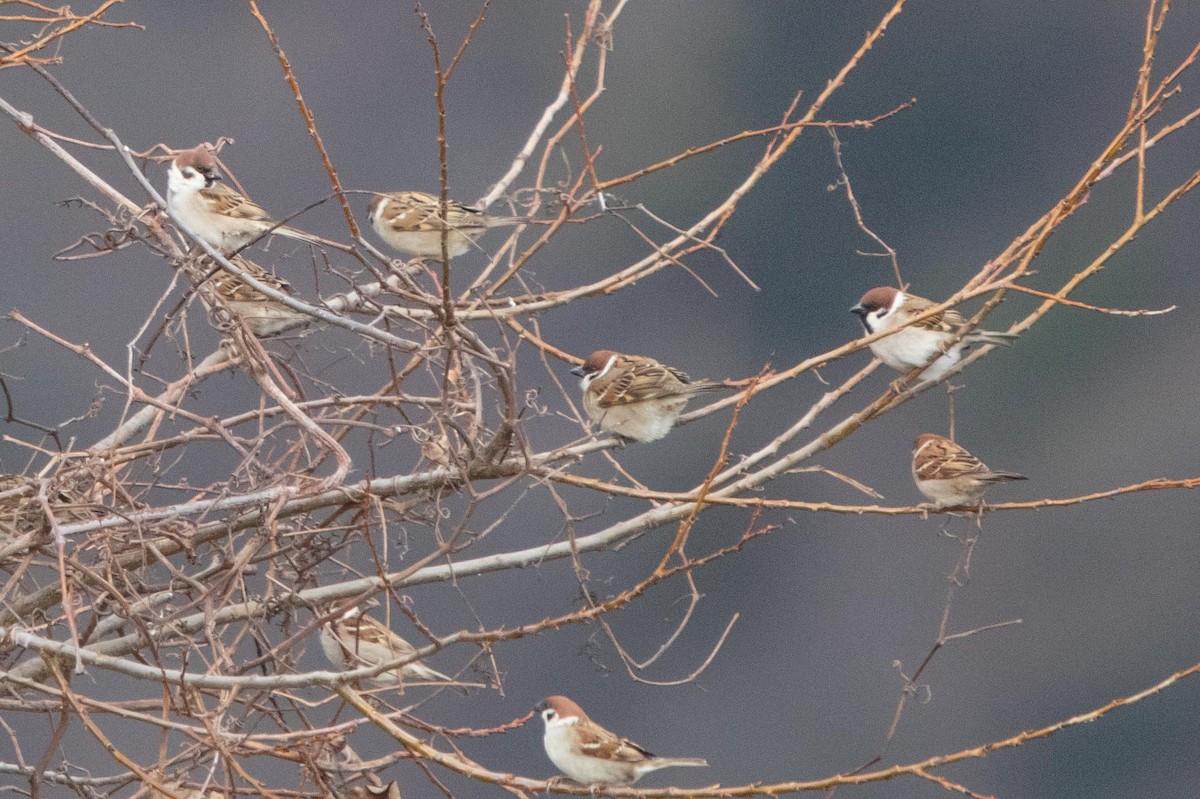Eurasian Tree Sparrow - ML619808072