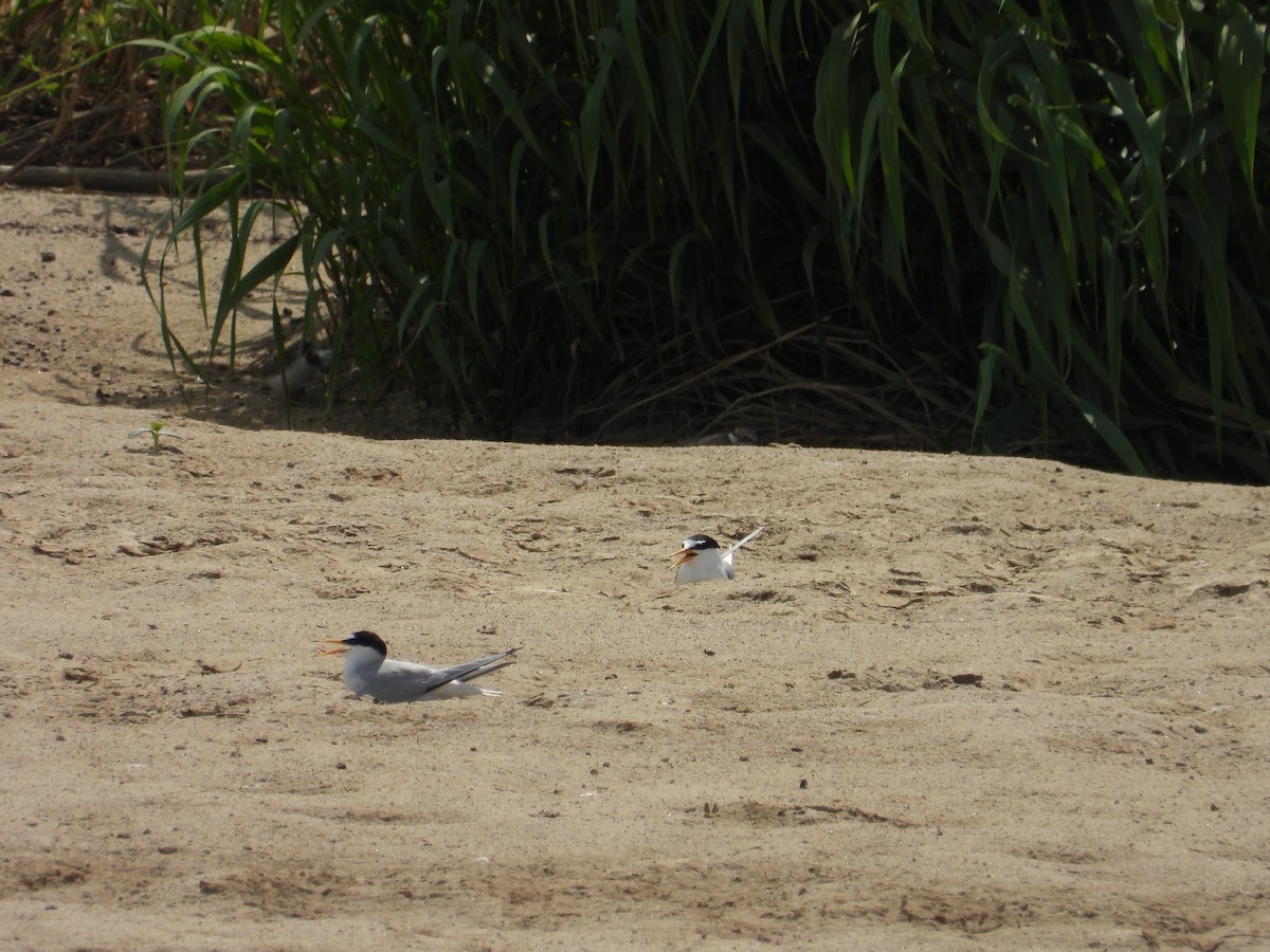 Little Tern - ML619808074