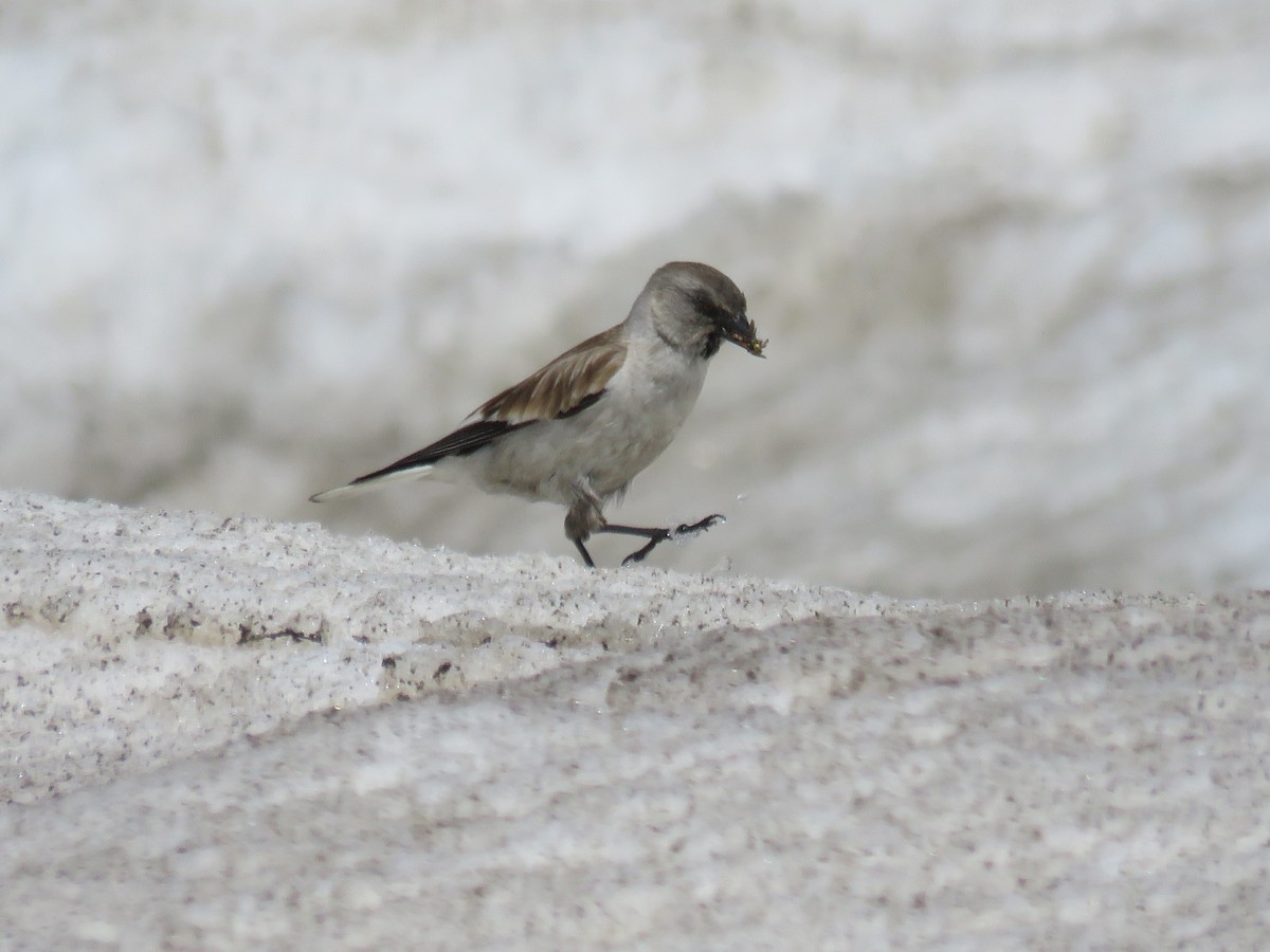White-winged Snowfinch - ML619808088