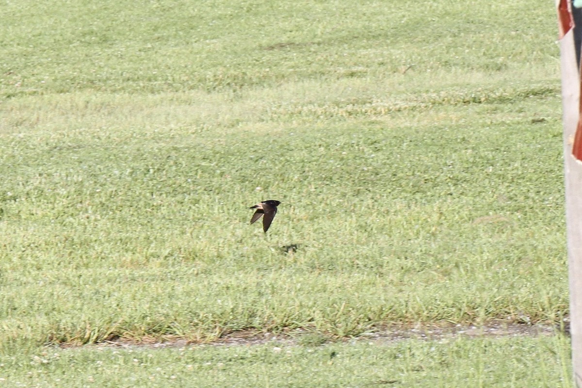 Golondrina Común x Risquera (híbrido) - ML619808102