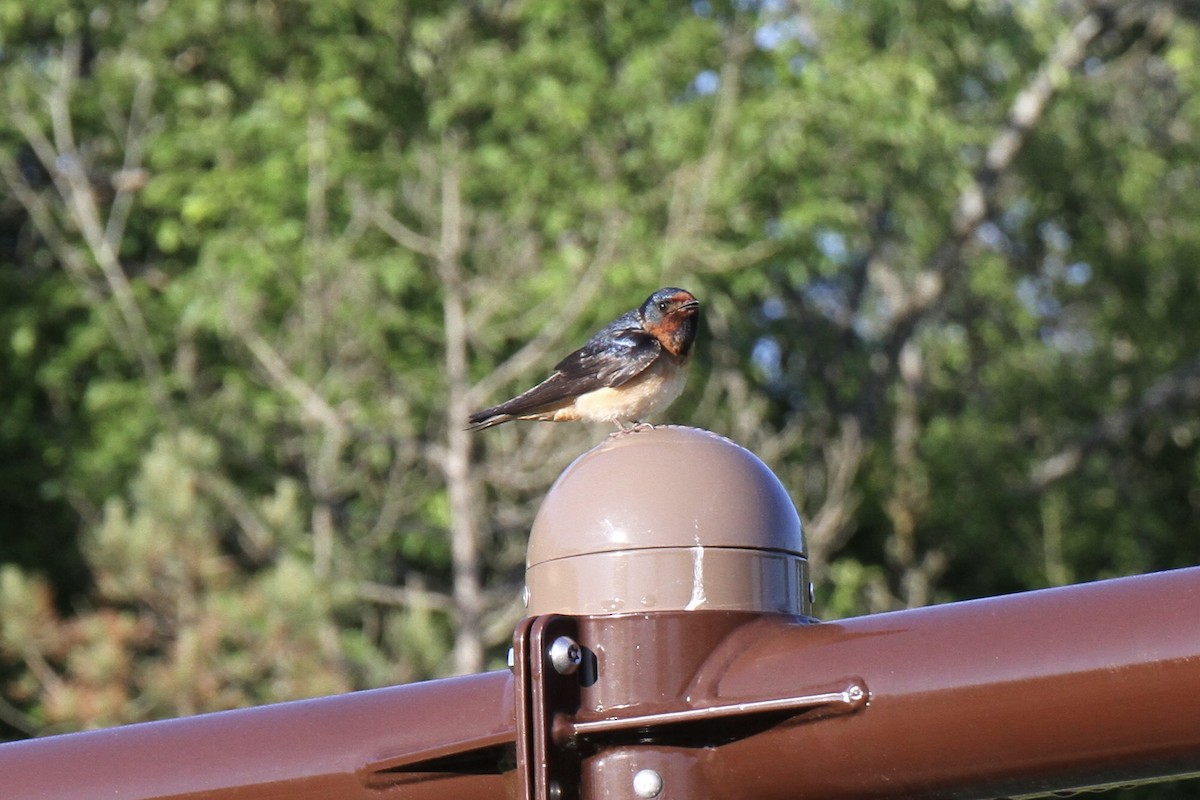 Golondrina Común x Risquera (híbrido) - ML619808103