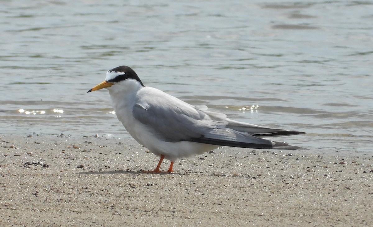 Little Tern - ML619808105