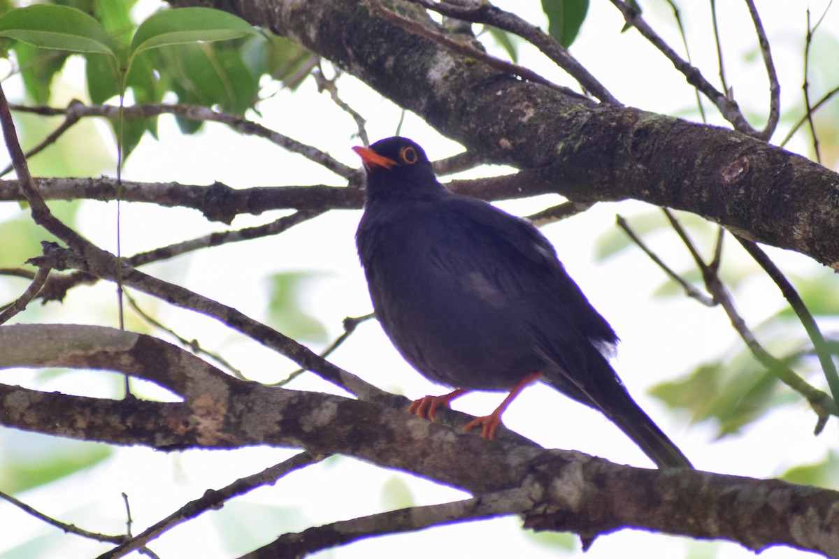 Indian Blackbird - ML619808107