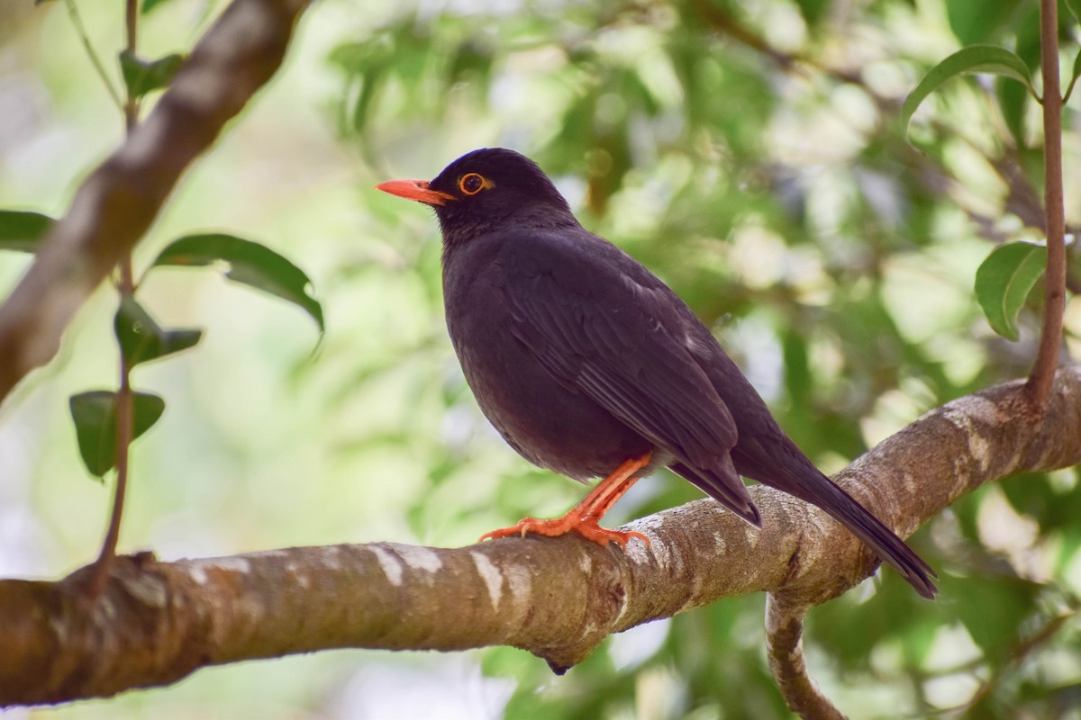 Indian Blackbird - ML619808110