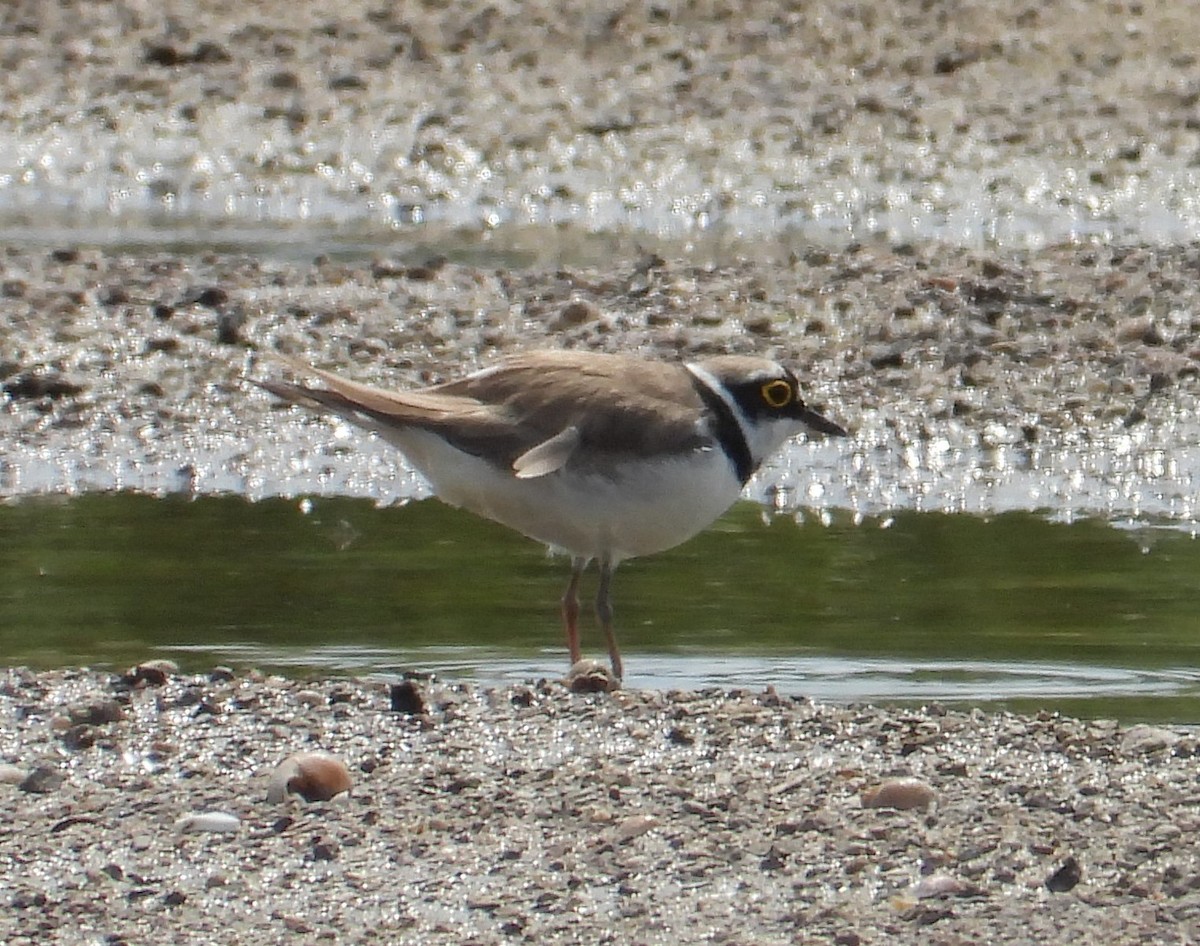 Little Ringed Plover - ML619808120