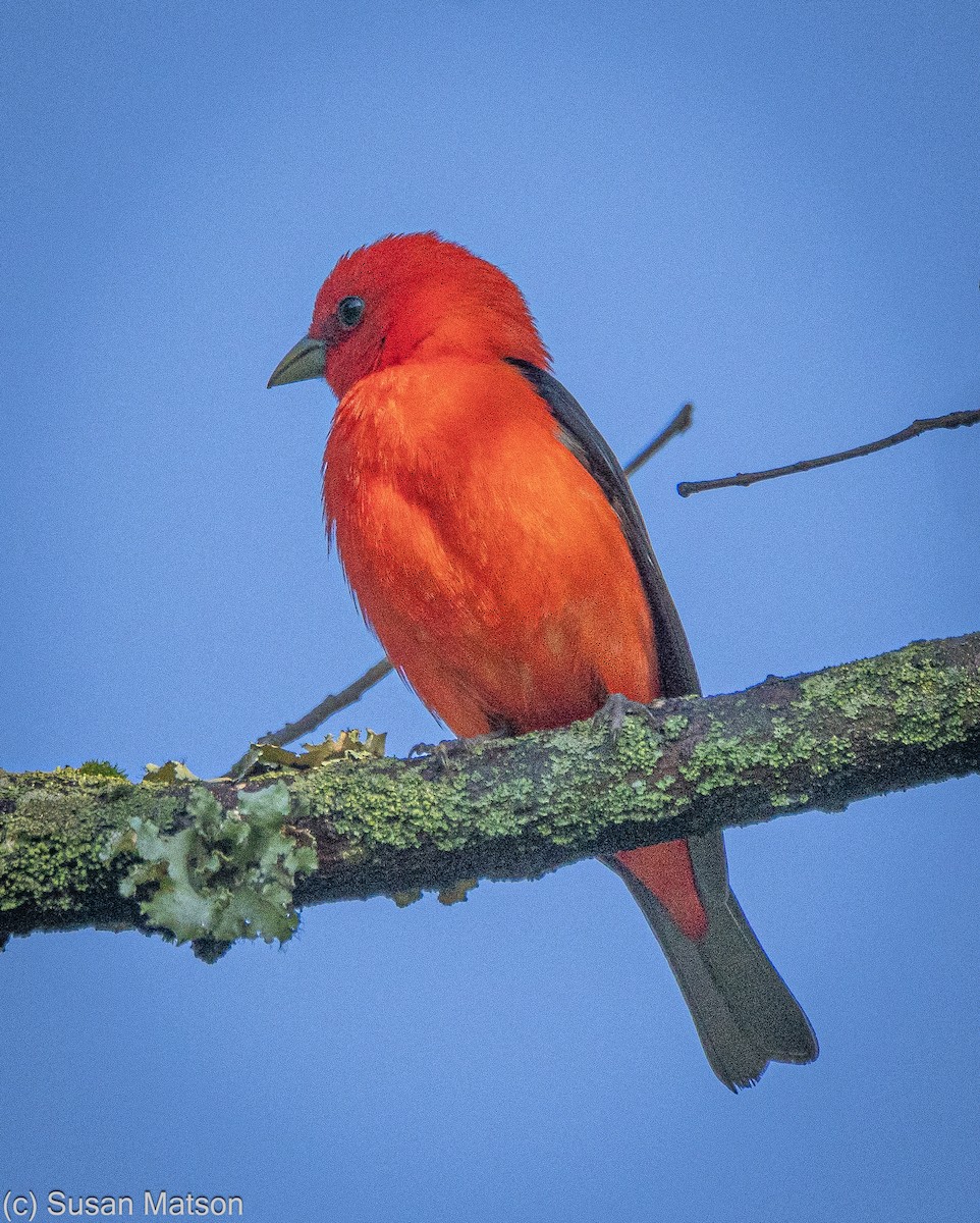 Scarlet Tanager - ML619808126