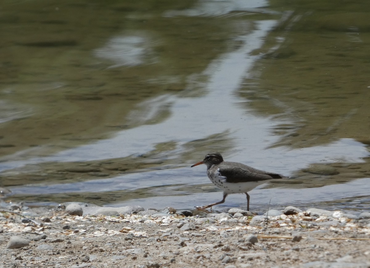 Spotted Sandpiper - ML619808133