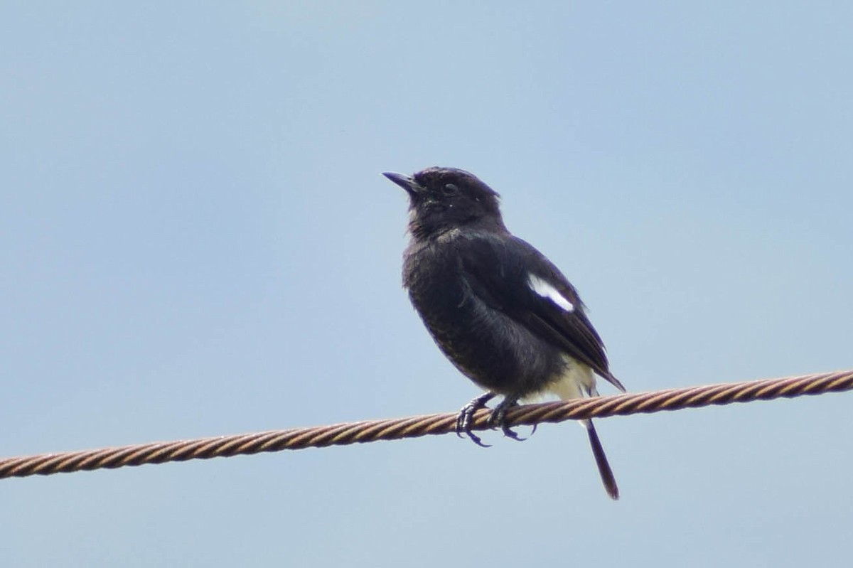 Pied Bushchat - ML619808139