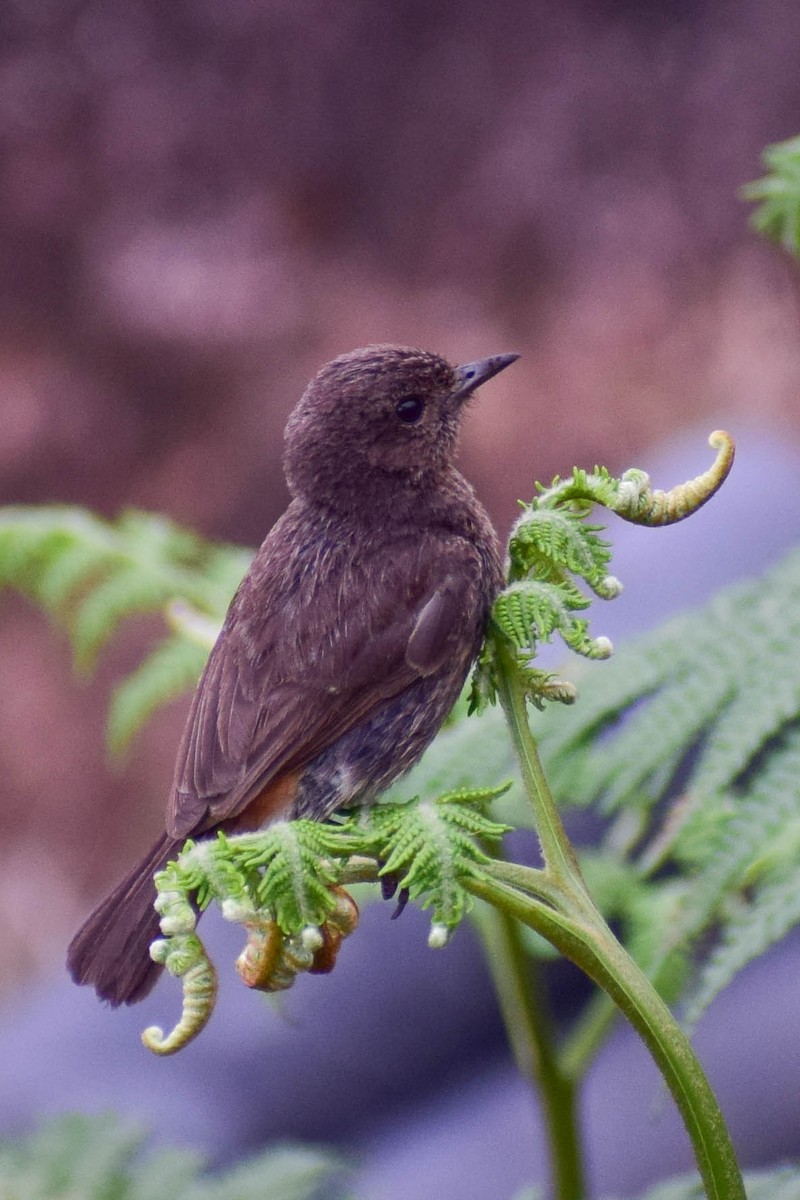 Pied Bushchat - ML619808141