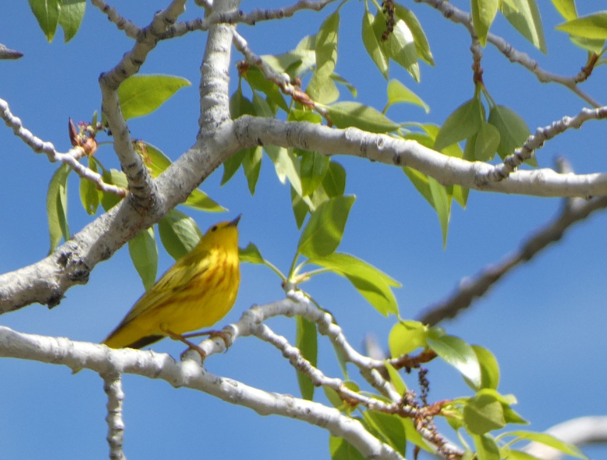 Yellow Warbler - ML619808148