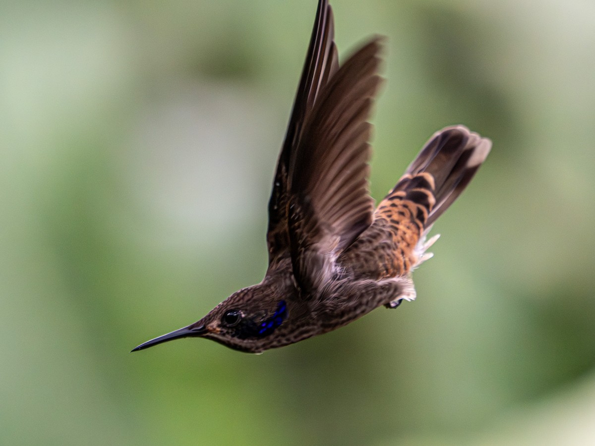 kolibřík fialovouchý - ML619808158