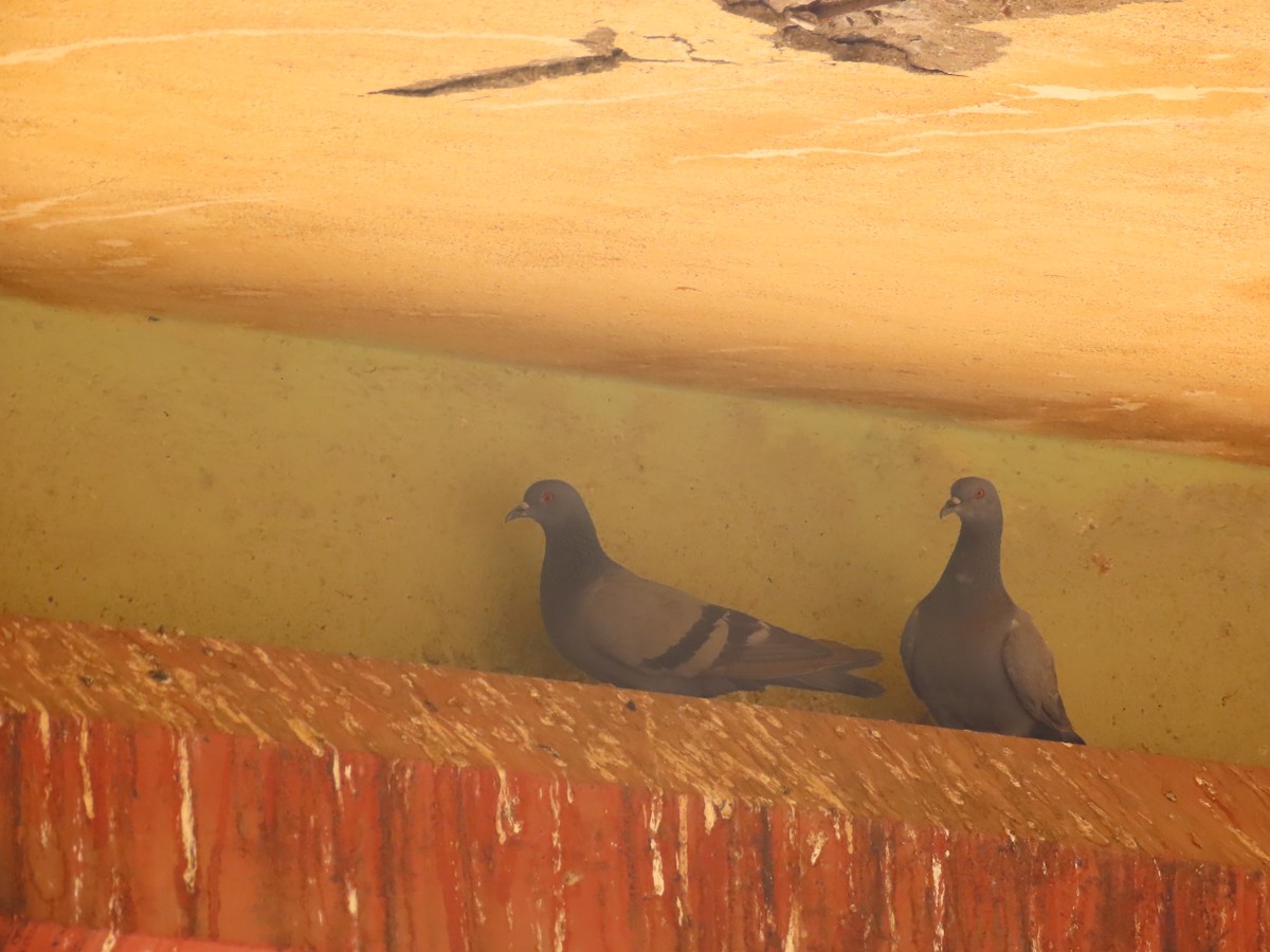 Rock Pigeon (Feral Pigeon) - ML619808159