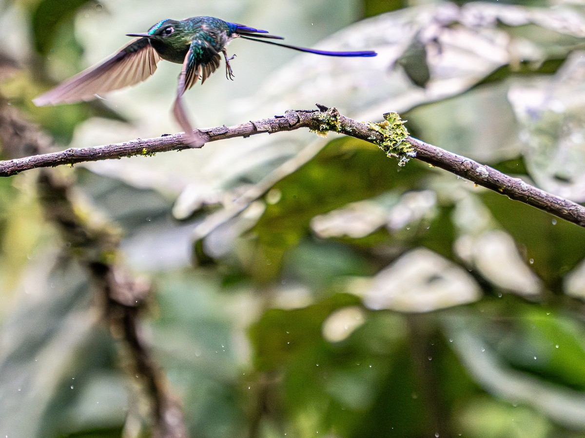 Violet-tailed Sylph - ML619808165