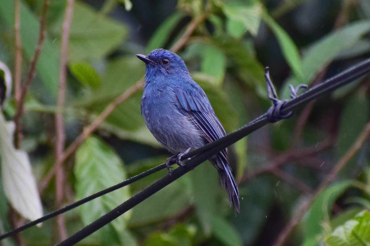 Nilgiri Flycatcher - ML619808185