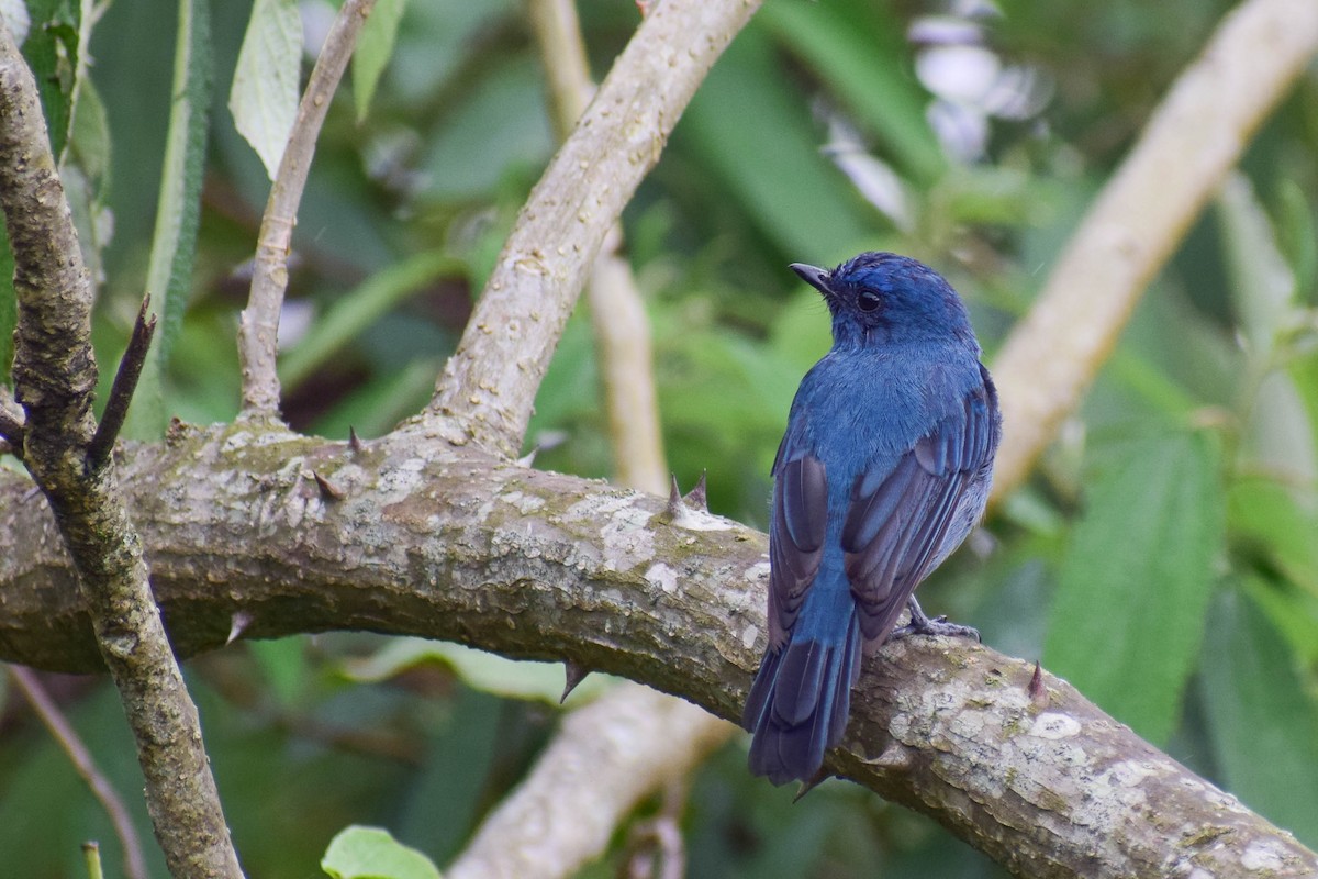 Nilgiri Flycatcher - ML619808186