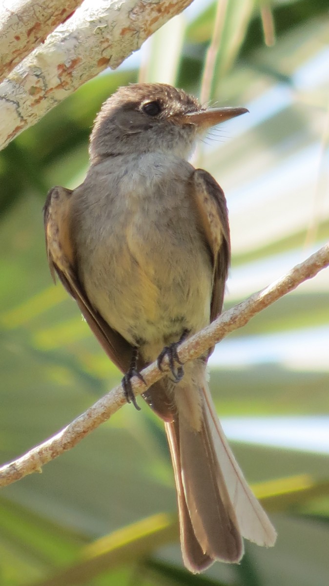 Cuban Pewee - ML619808187