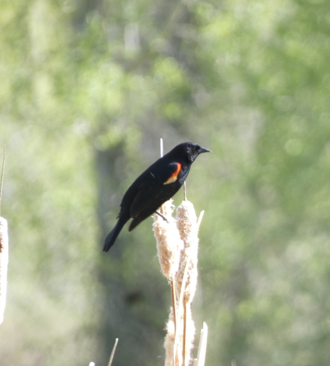 Red-winged Blackbird - ML619808199