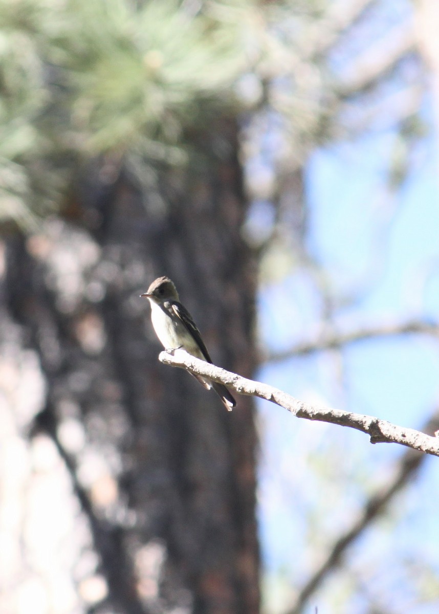 Western Wood-Pewee - ML619808215