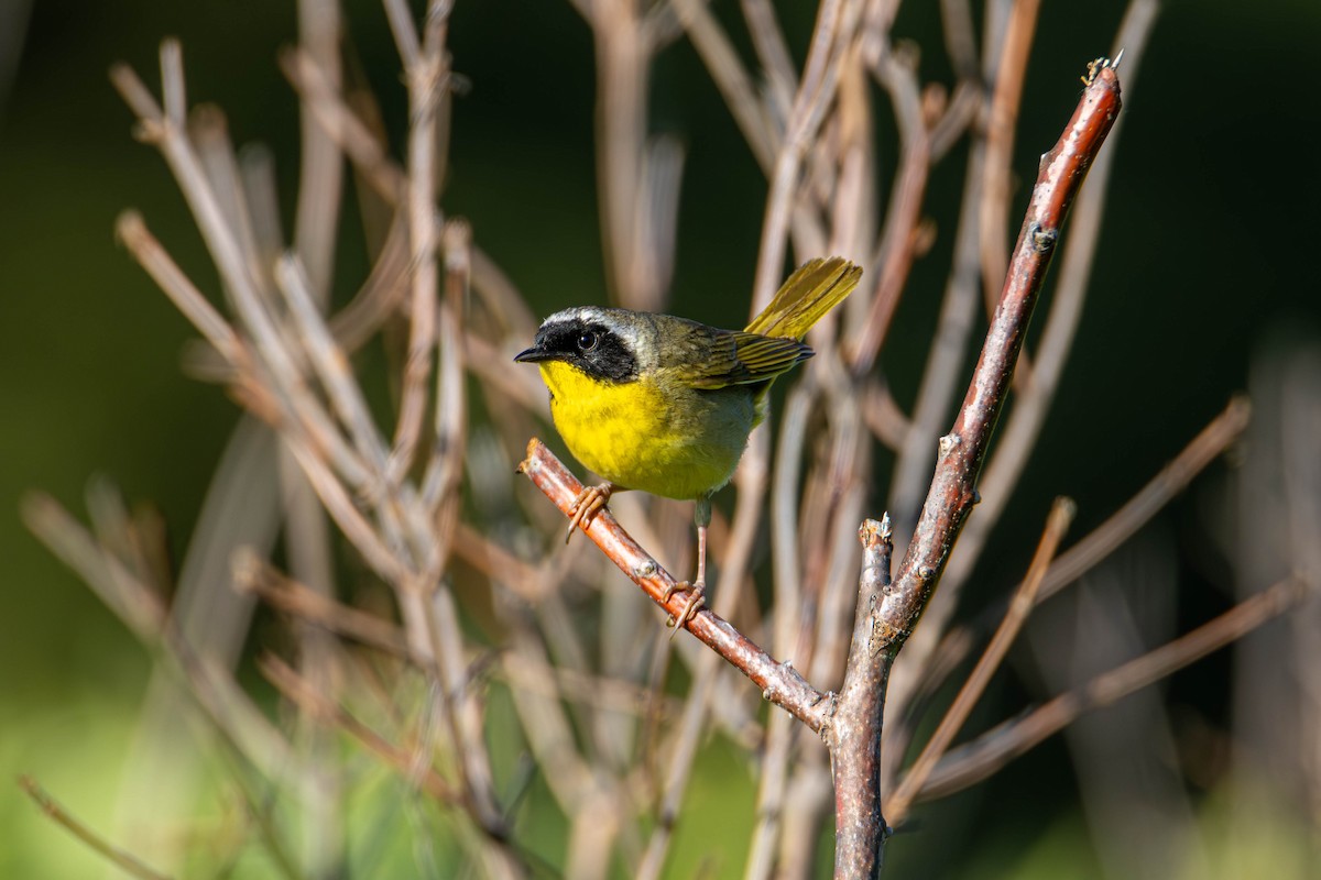 Common Yellowthroat - ML619808228