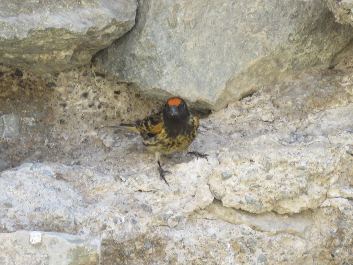 Fire-fronted Serin - ML619808238