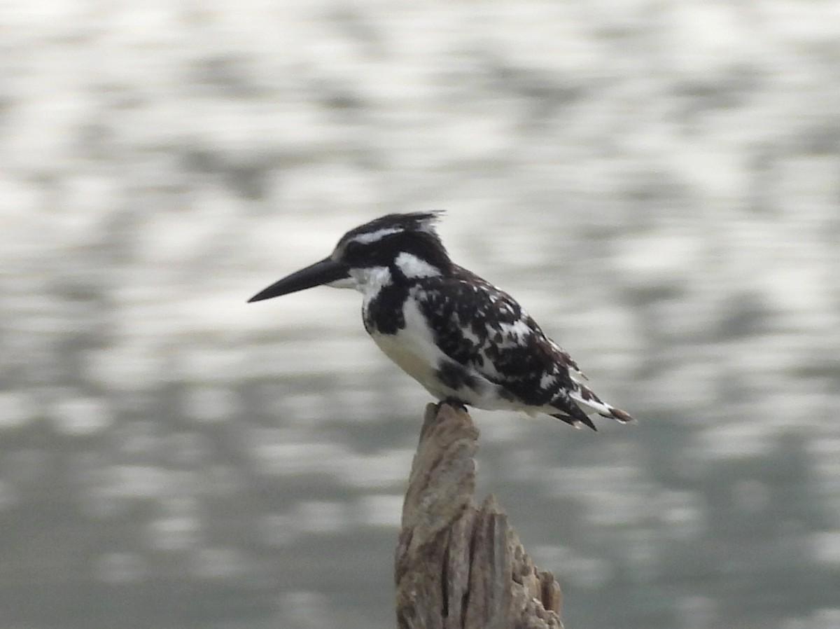 Pied Kingfisher - ML619808259