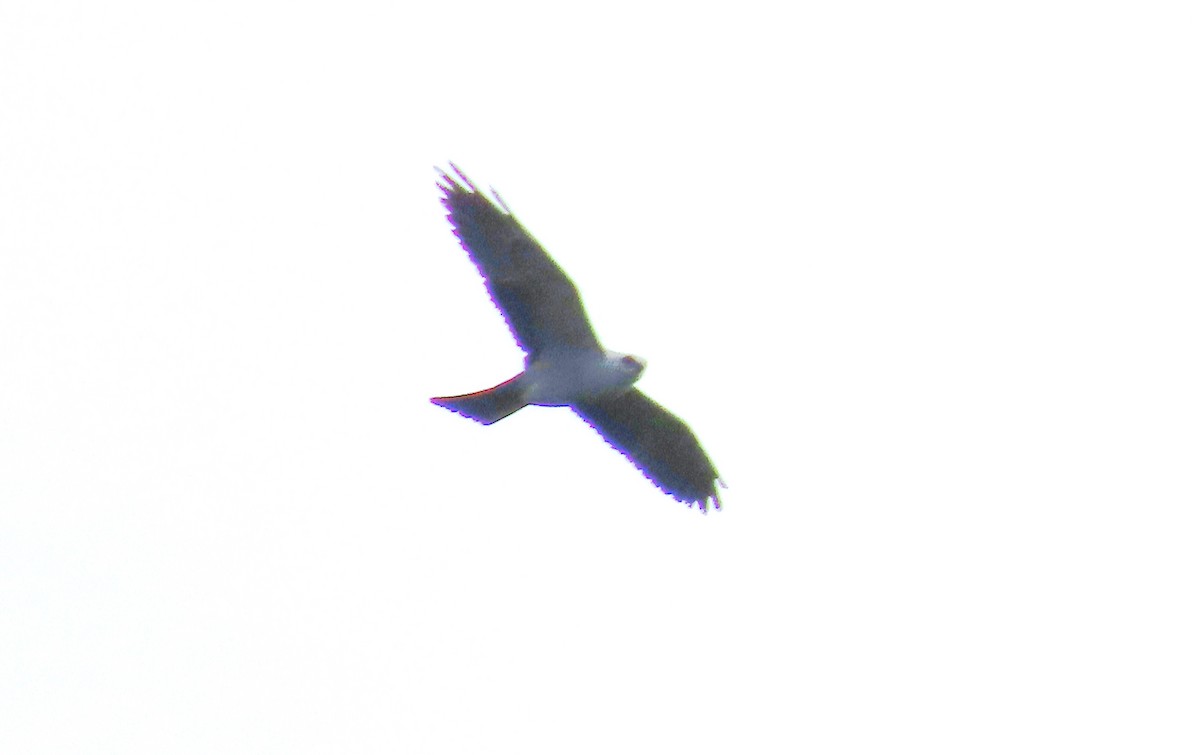 Mississippi Kite - ML619808263