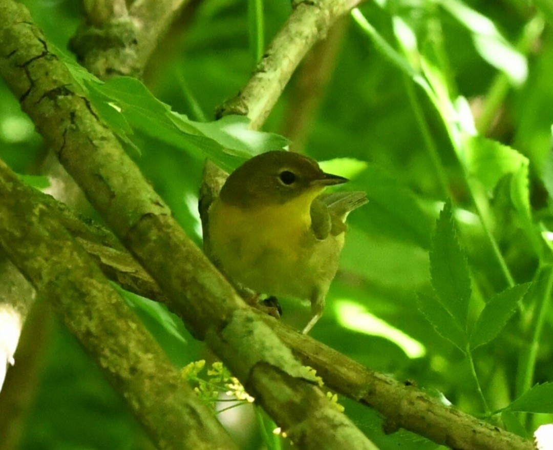 Common Yellowthroat - ML619808270